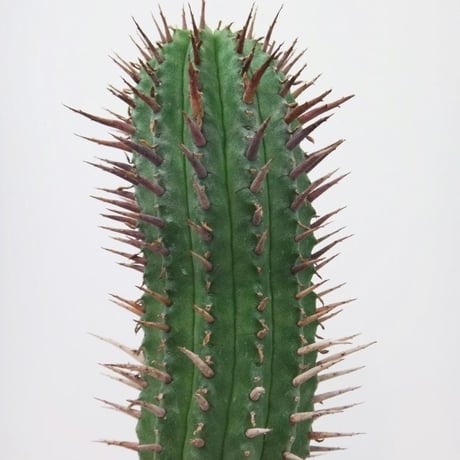 Euphorbia inconstantia ユーフォルビア インコンスタンチア