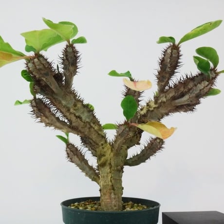 Euphorbia iharanae ユーフォルビア イハラナエ