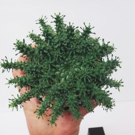 Euphorbia atroviridis ユーフォルビア アトロビリディス