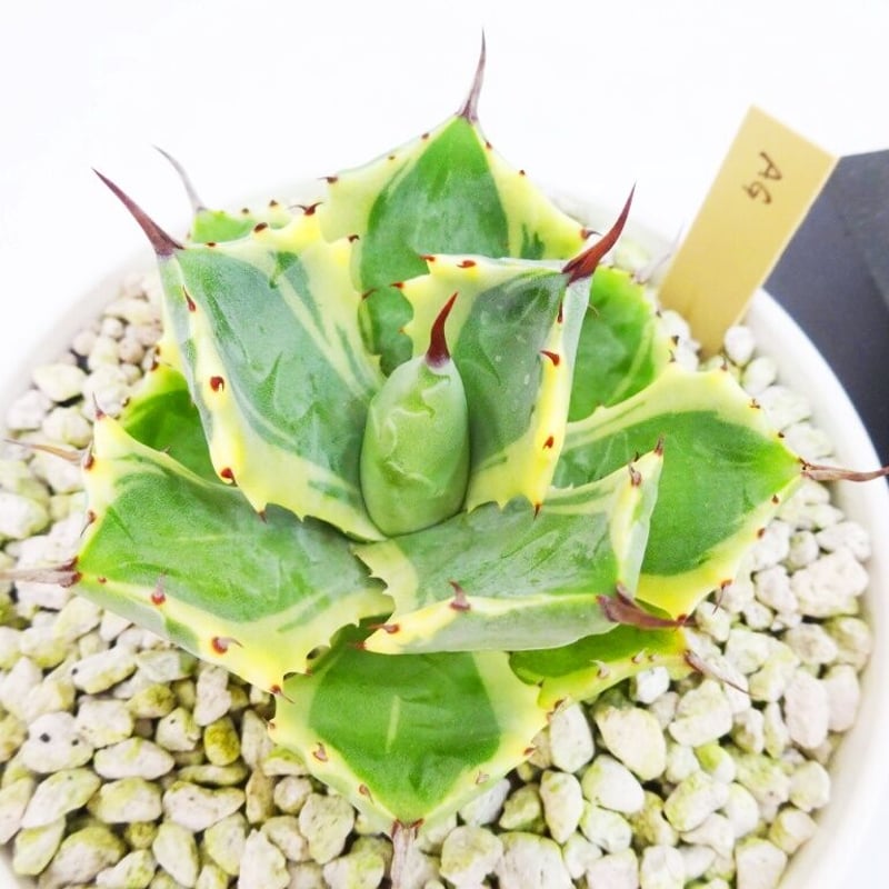 Agave isthmensis 'Atomic Gold' アガベ アトミックゴールド |