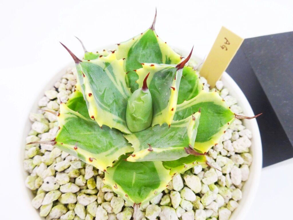 Agave isthmensis 'Atomic Gold' アガベ アトミックゴールド |