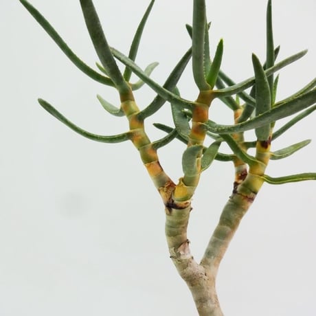 Aloe ramosissima (Aloidendron ramosissimum) アロエ ラモシシマ