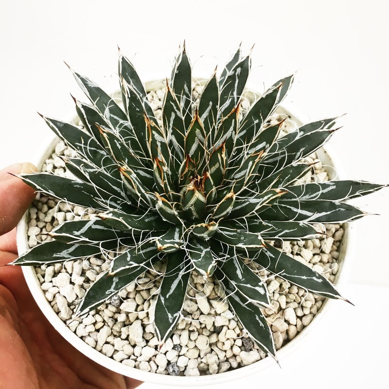 Agave parviflora アガベ 特選姫乱れ雪 | THE GREEN HOUSE T