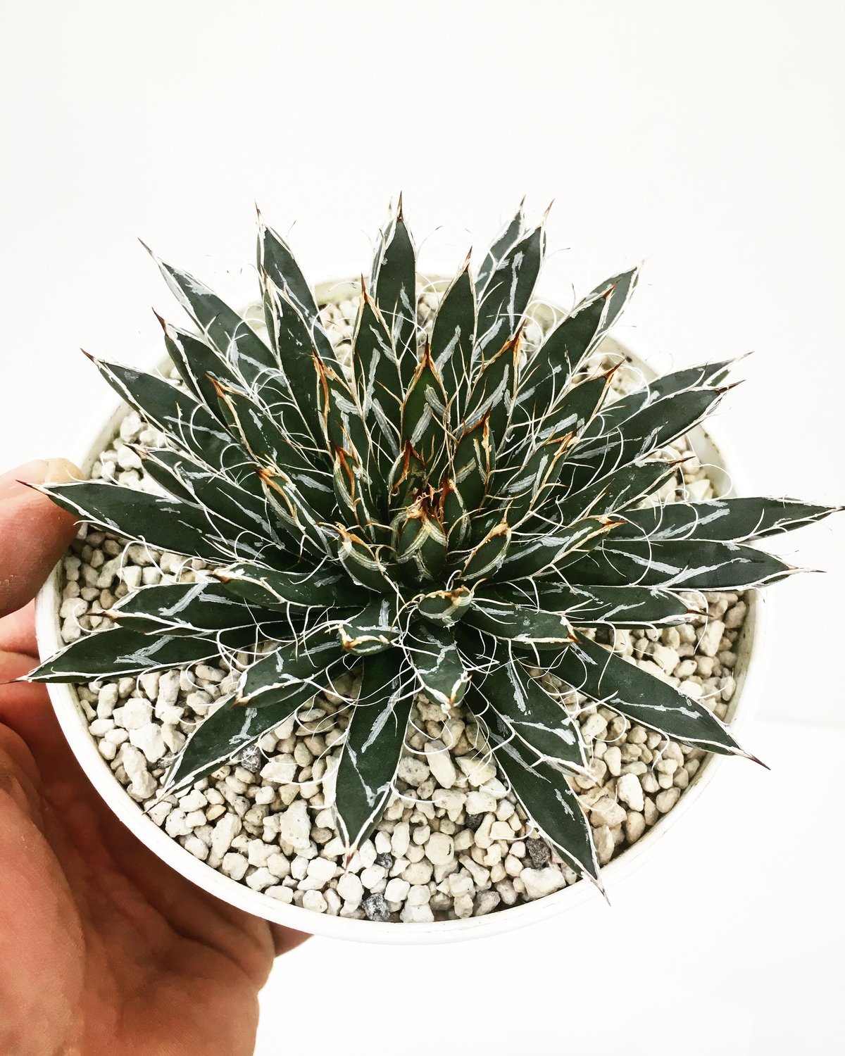 【アガベ】姫乱雪　超特選株 アガベ】姫乱雪 超特選株 【公式通販】