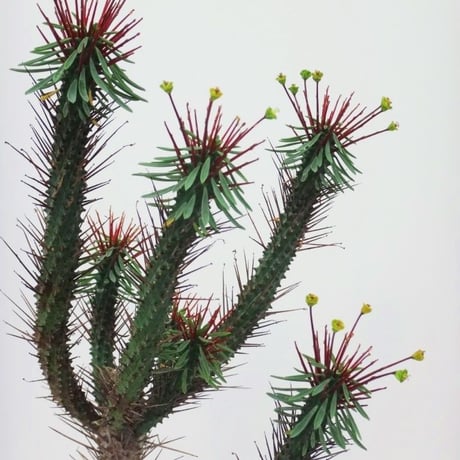 Euphorbia hyb'Kousairorika' ユーフォルビア 紅彩ロリカ