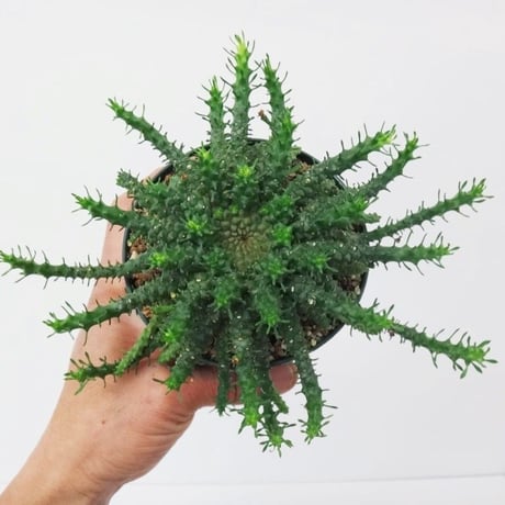 Euphorbia gorgonis ユーフォルビア ゴルゴニス 金輪際