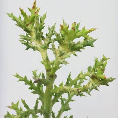 Euphorbia stenoclada 'Variegata' ユーフォルビア ステノクラーダ 白斑