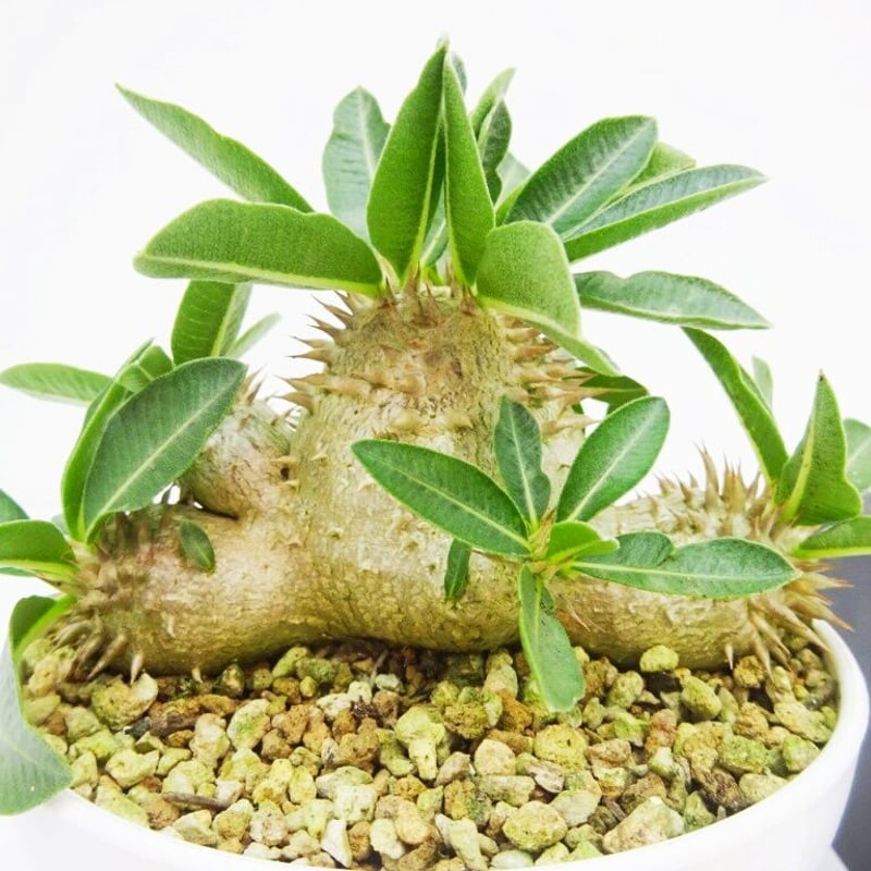 パキポディウム アンボンゲンセ 極上 ボトルタイプ 良形 タッキー