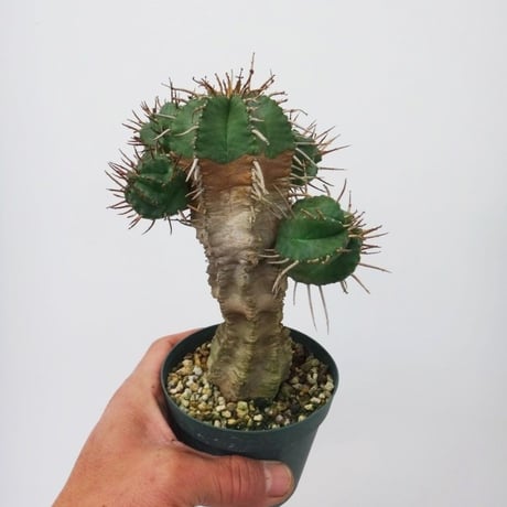 Euphorbia meloformis ユーフォルビア メロフォルミス 貴青玉