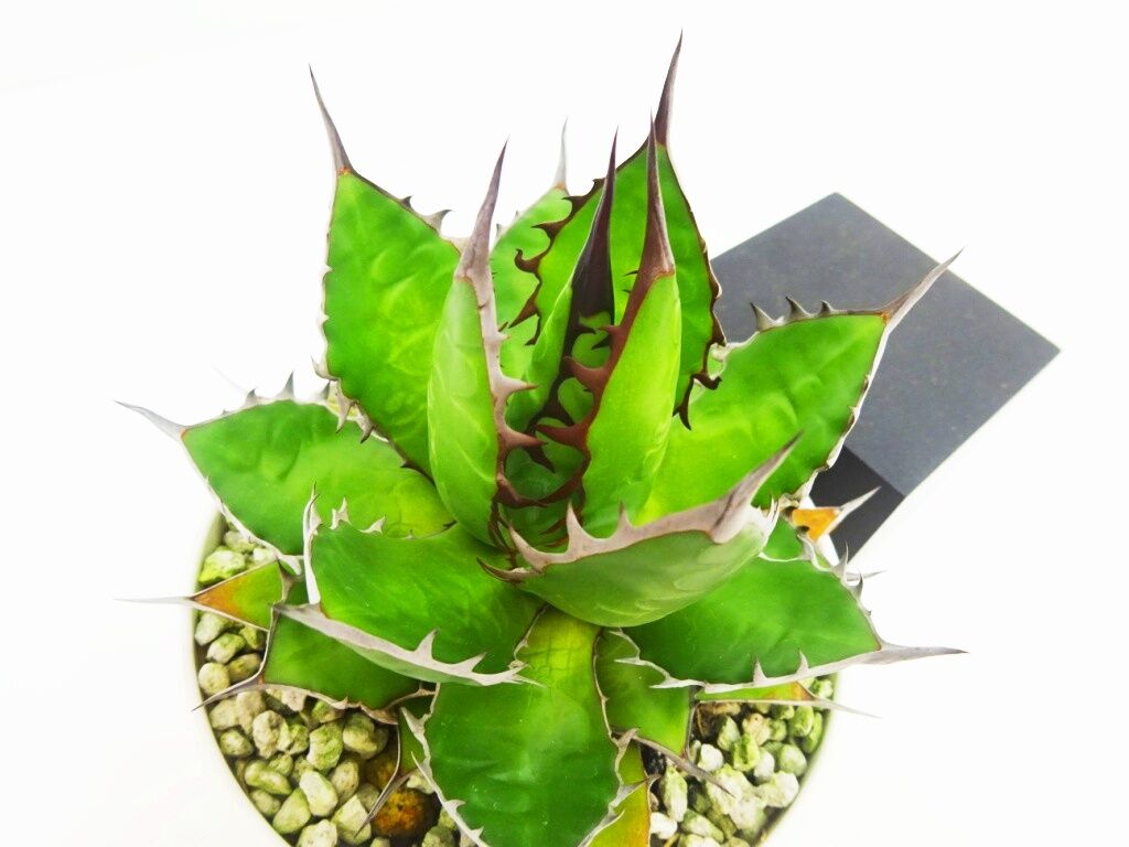 Agave horrida アガベ ホリダ (実生選抜) | THE GREEN HOUSE...