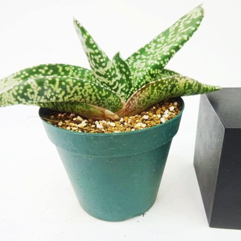 Gasteria nitida ガステリア 臥牛竜 特白点 | THE GREEN HOUSE...