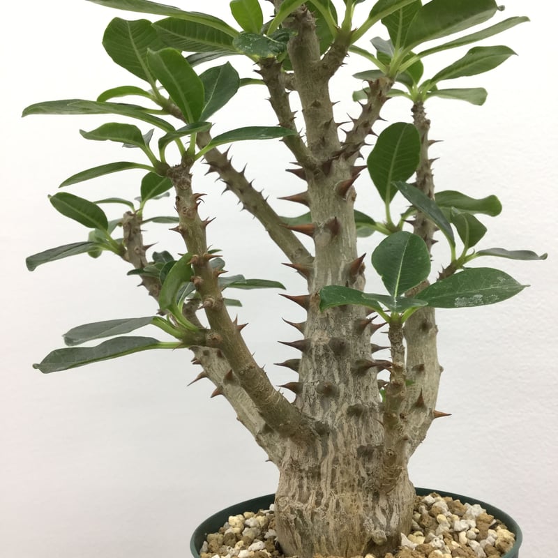 Pachypodium baronii var.windsorii パキポディウム ウィンゾリ...