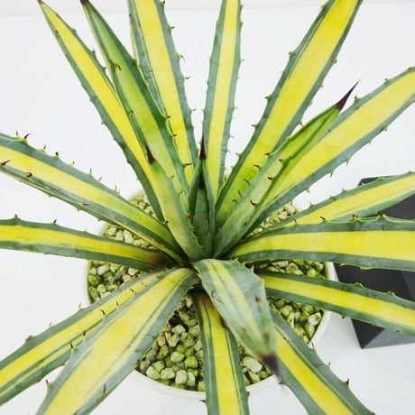 マクロアカンサ黄中斑 アガベ・マクロアカンサの基本情報・育て方