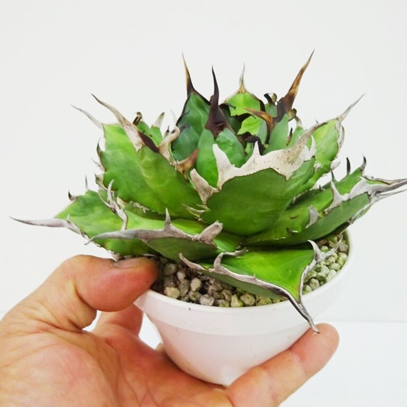 Agave oteroi 'Super One' アガベ 勝手にスーパーワンと呼んでいる個体...