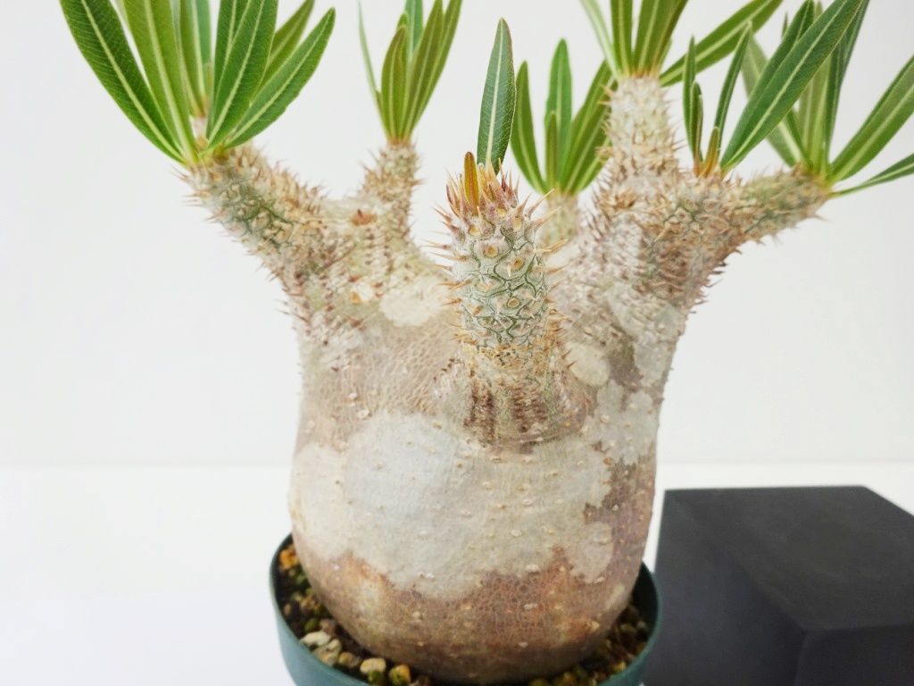 Pachypodium inopinatum パキポディウム イノピナツム | THE GRE...