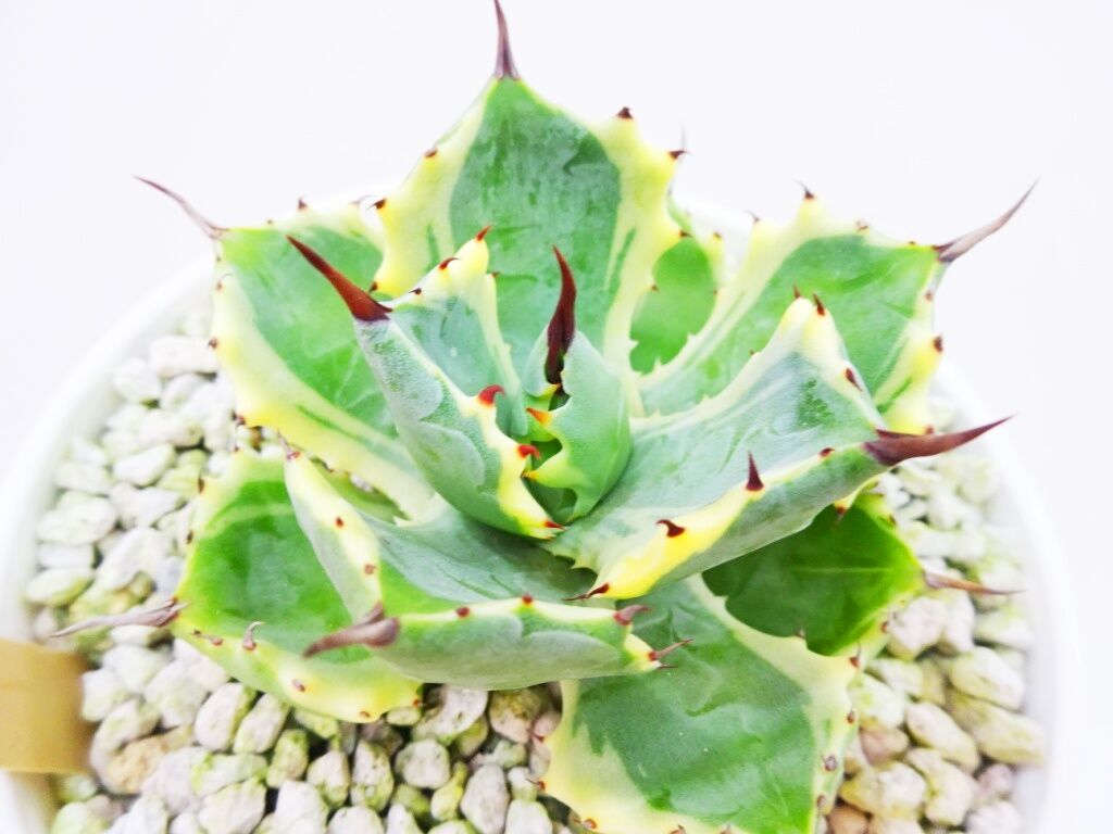 Agave isthmensis 'Atomic Gold' アガベ アトミックゴールド |