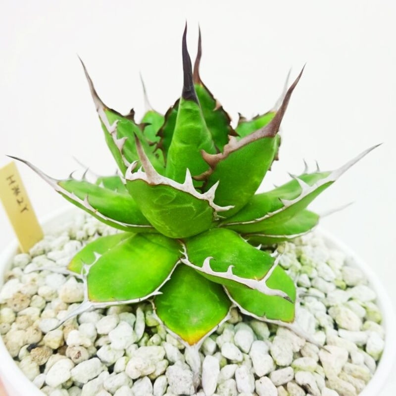 Agave horrida アガベ ホリダ (僕の管理番号H米２Y） | THE GREEN 