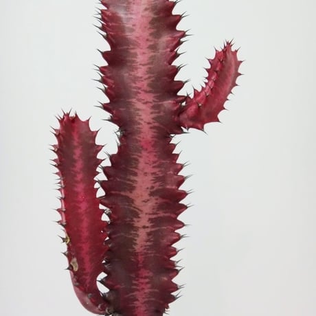 Euphorbia trigona 'Super red' ユーフォルビア 特紅彩雲閣