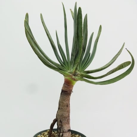 Aloe plicatilis アロエ プリカティリス 乙女の舞扇