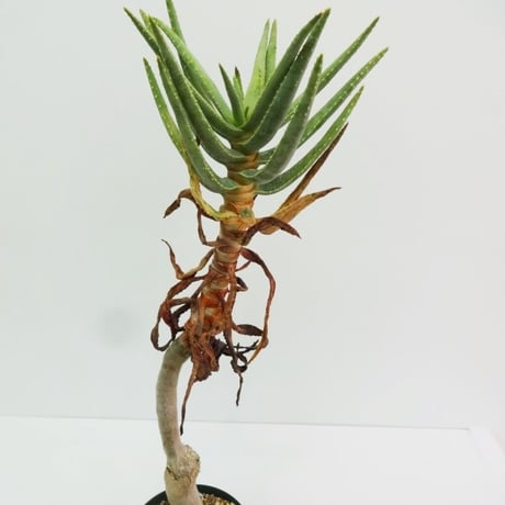 Aloe dichotoma (Aloidendron dichotomum) アロエ ディコトマ