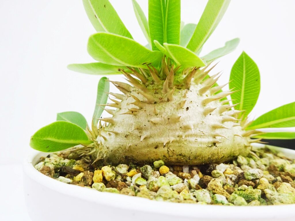 新作入荷!!】 パキポディウム ウィンゾリー 新鮮種子20粒 植物/観葉 