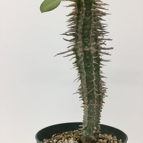 ユーフォルビア カプロニアーナ Euphorbia viguieri var. capuroniana 0007