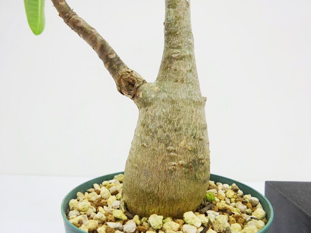 良形①【Pachypodium decaryi】 パキポディウム デカリー 3.5寸プラ鉢 