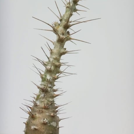 Pachypodium lealii ssp. saundersii  パキポディウム サウンデルシー 白馬城