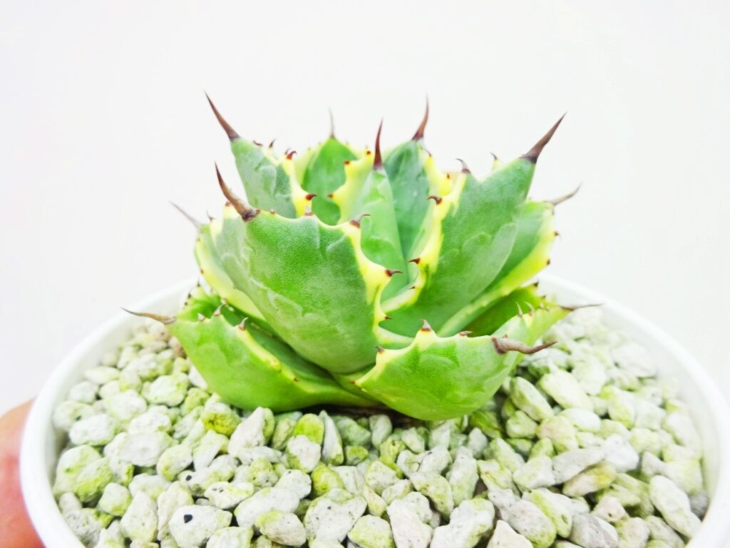 Agave isthmensis 'Atomic Gold' アガベ アトミックゴールド | ...