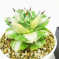 Agave 'Burnt Burgundy Variegata' アガベ バーガンディ 黄覆輪...