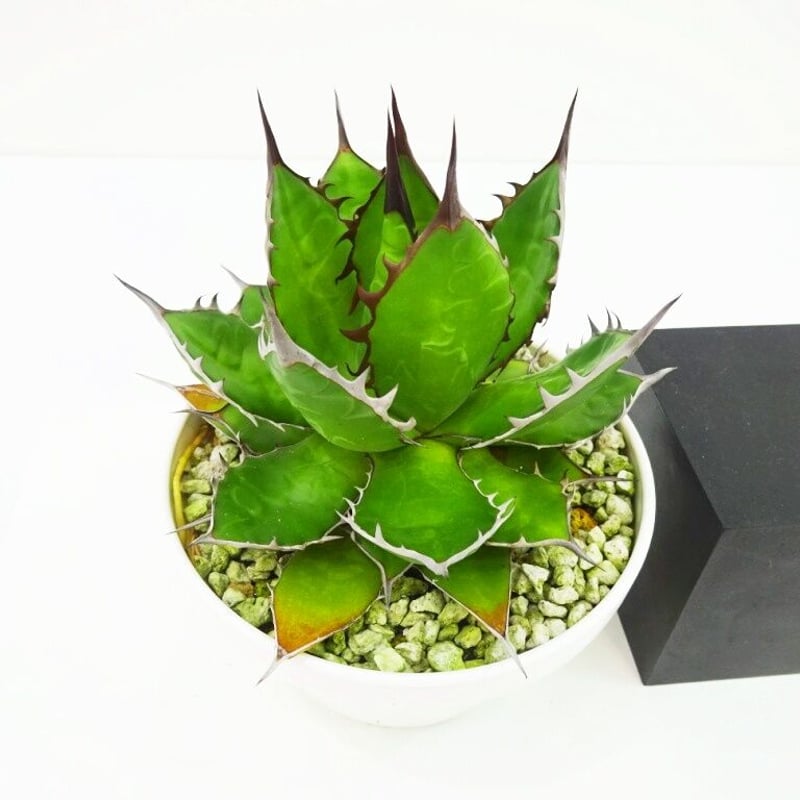 Agave horrida アガベ ホリダ (実生選抜) | THE GREEN HOUSE...