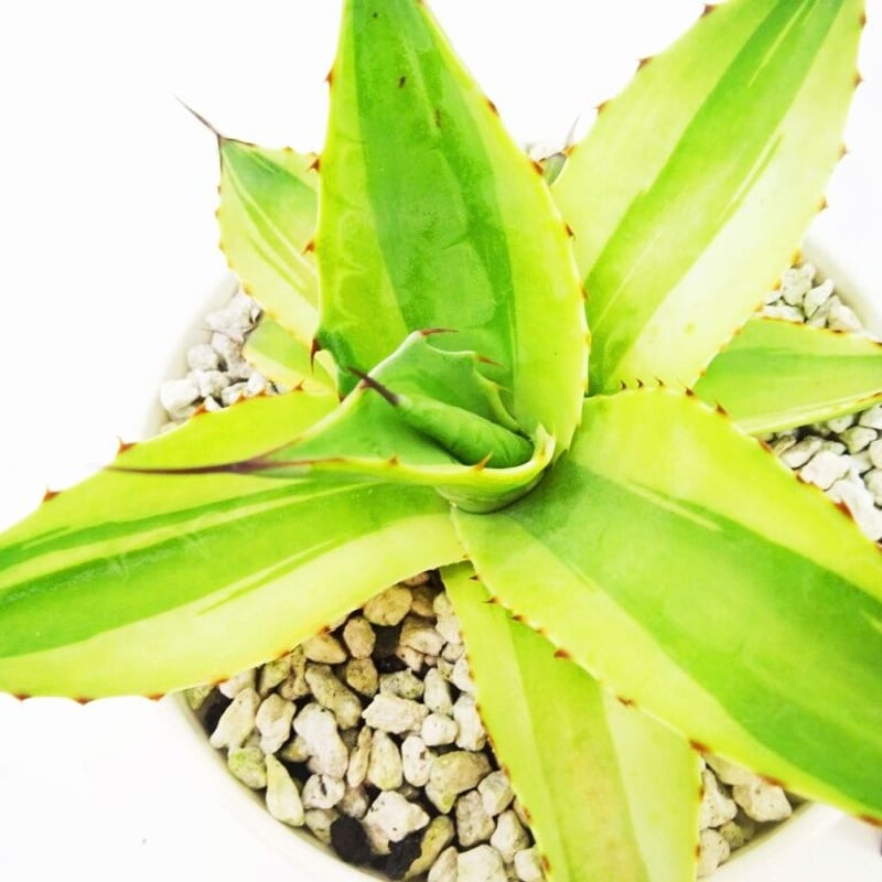 Agave ovatifolia 'Killer' アガベ キラー | THE GREEN H...