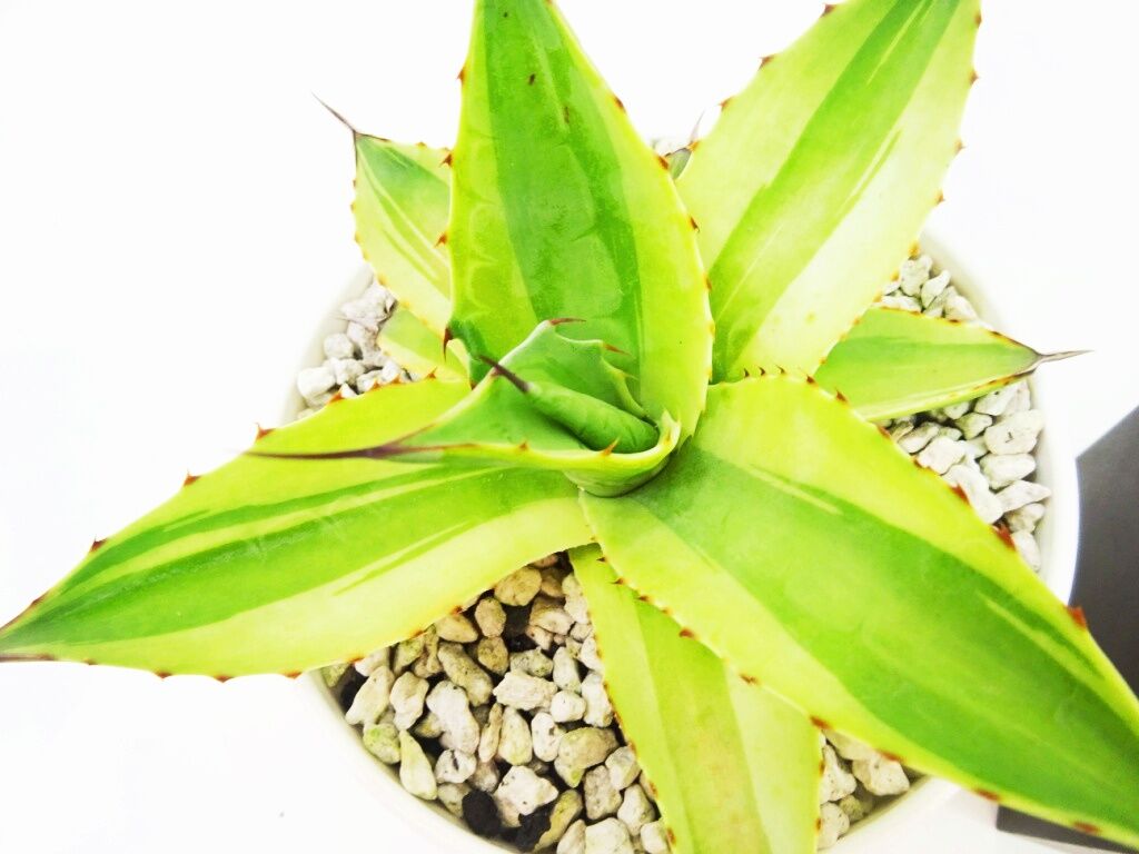 Agave ovatifolia 'Killer' アガベ キラー | THE GREEN H...