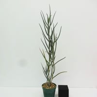 Aloe barberae (Aloidendron barberae) アロエ バーベラエ ...