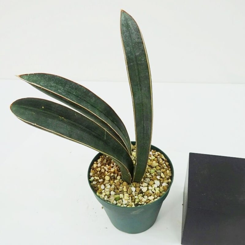 サンスベリア・シルバーブルー　斑入 S.Silver Blue Var サンスベリア シルバーブルー斑入 S.Silver Blue Var