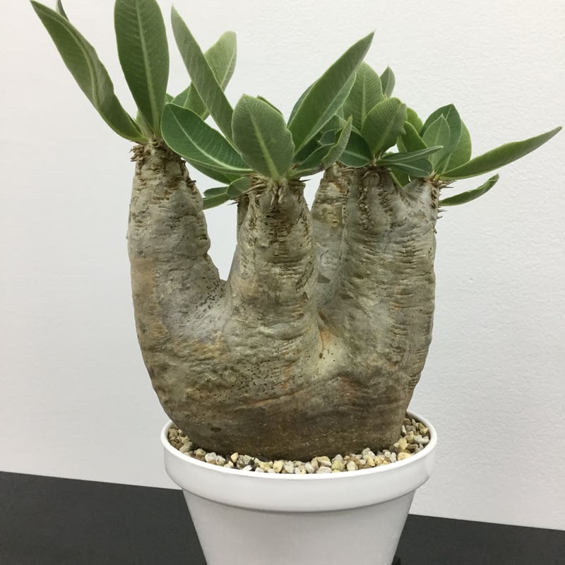 良型 パキポディウム イノピナツム 【公式通販】