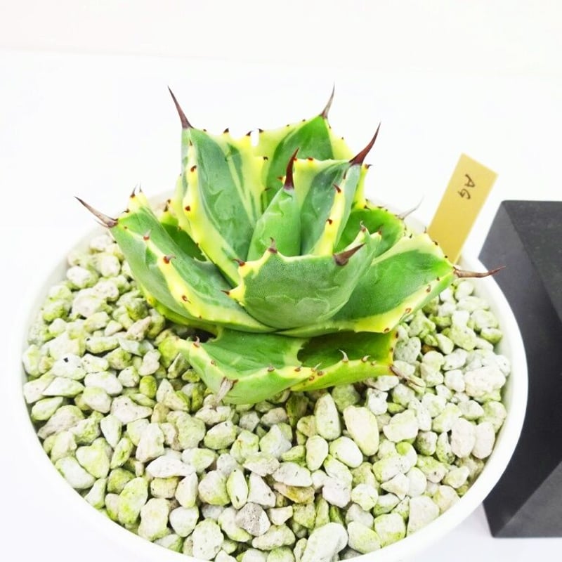 Agave isthmensis 'Atomic Gold' アガベ アトミックゴールド |