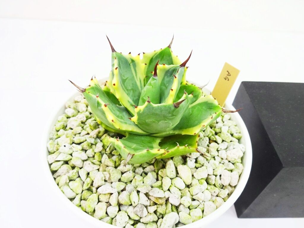 Agave isthmensis 'Atomic Gold' アガベ アトミックゴールド | ...