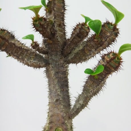 Euphorbia aureo-viridiflora ユーフォルビア オーレオビリディフローラ