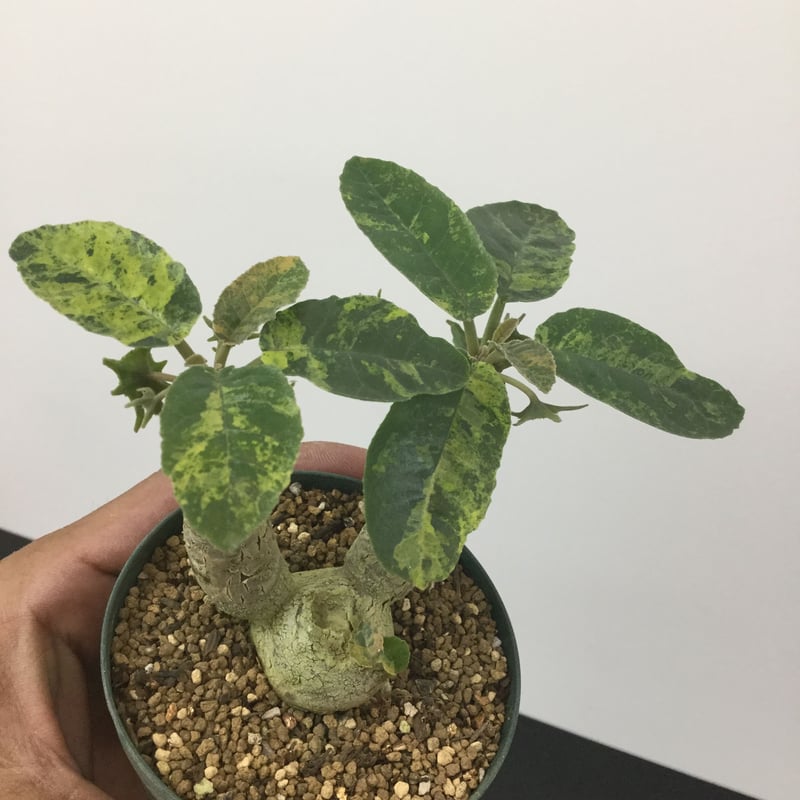 10Dorstenia foetida ドルステニア フォエチダ 錦 完全極上均等斑入り | ...