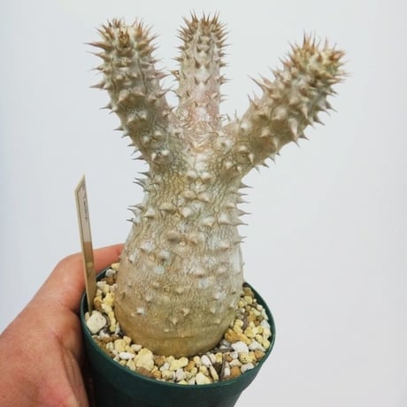 Pachypodium cv.'Tackyi' パキポディウム タッキー