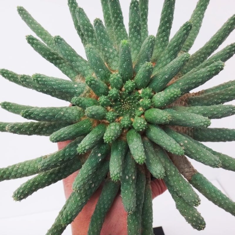 Euphorbia inermis ユーフォルビア イネルミス 九頭竜 | THE GREEN...