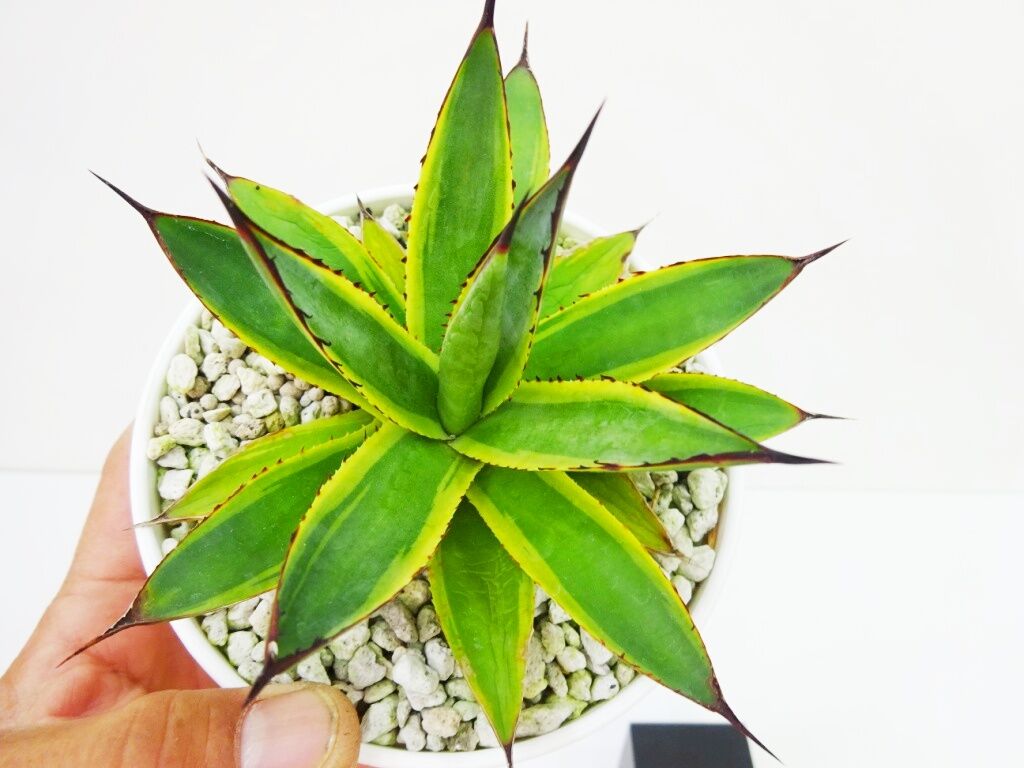 アガベ サングロー US株 痛ましい 