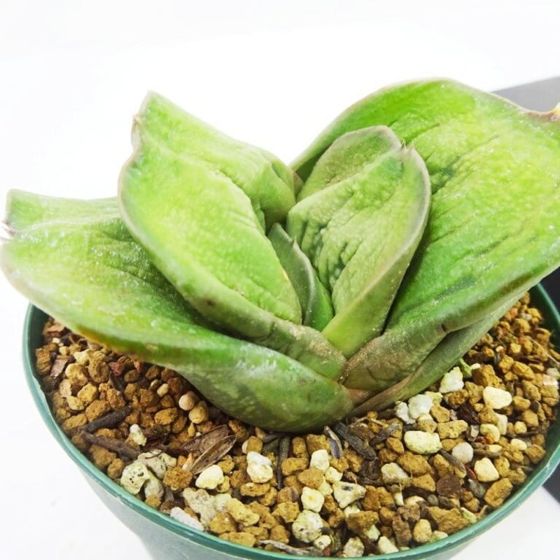 Gasteria HYB ガステリア 磯松臥牛 短広葉 軍配 (臥牛×磯松系GIM-03） |...