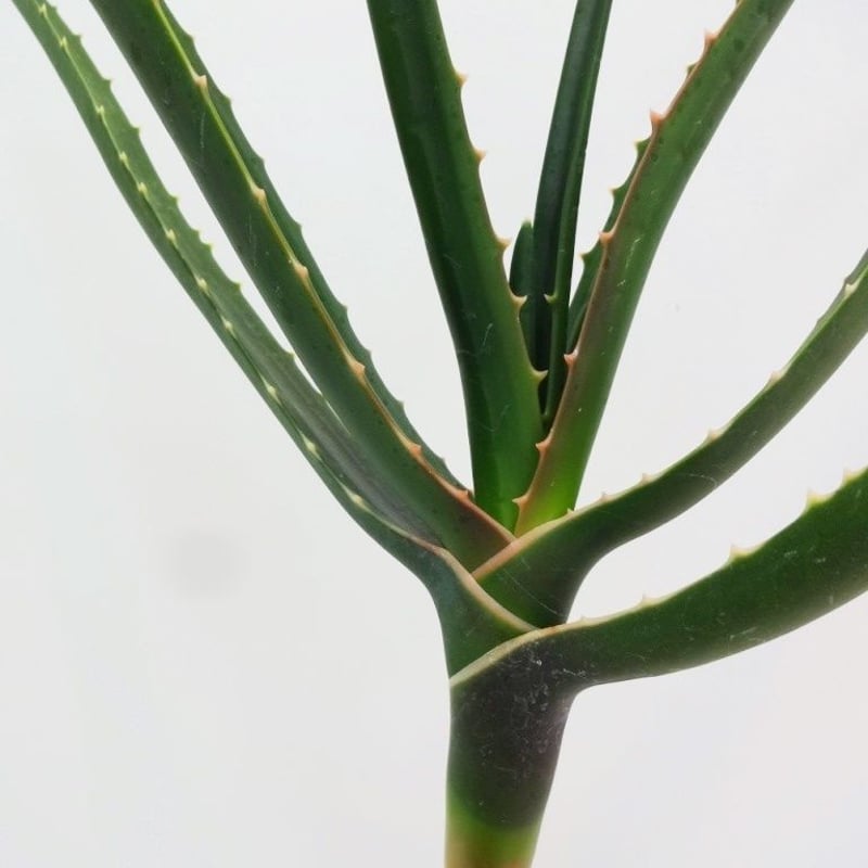 Aloe barberae (Aloidendron barberae) アロエ バーベラエ ...