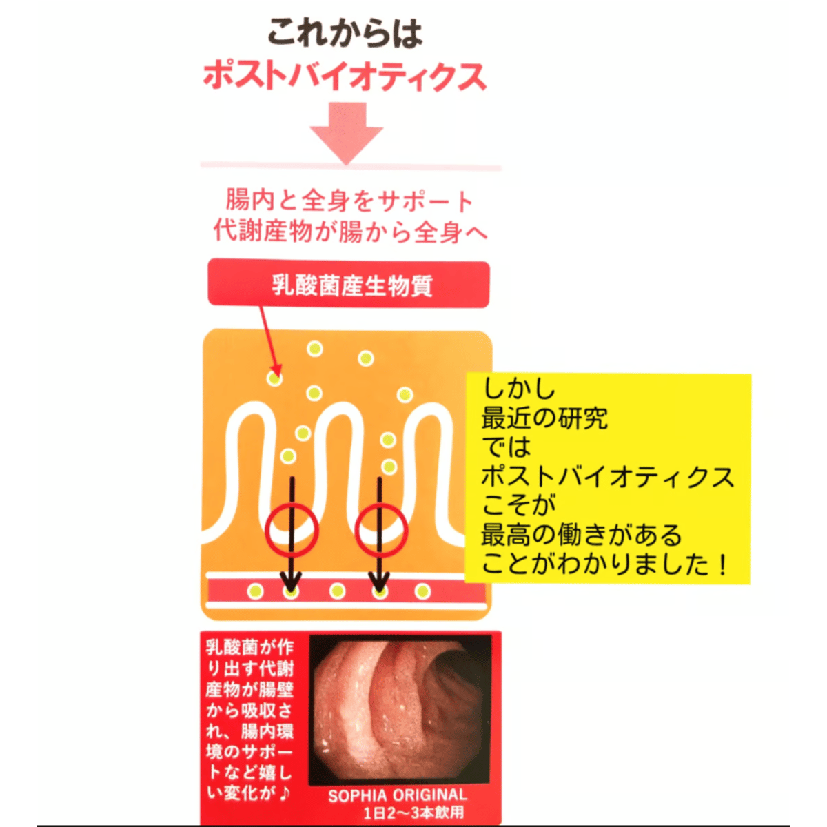 ひろみ様専用】SOPHIA 乳酸菌 アクティブ 90包+53包 ひろみ様専用】SOPHIA 乳酸菌 アクティブ 90包+53包