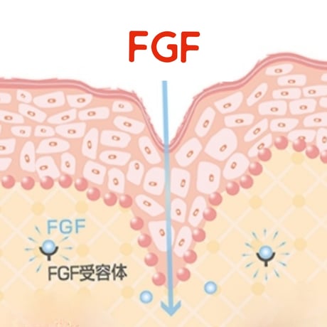 京都コスメディ製薬とのOEM！EGF、FGF、ヒアロルン酸1500本オイルフルールニードル