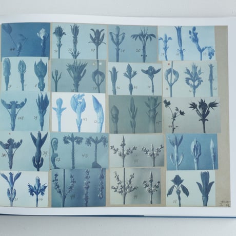 Karl Blossfeldt / Working Collages