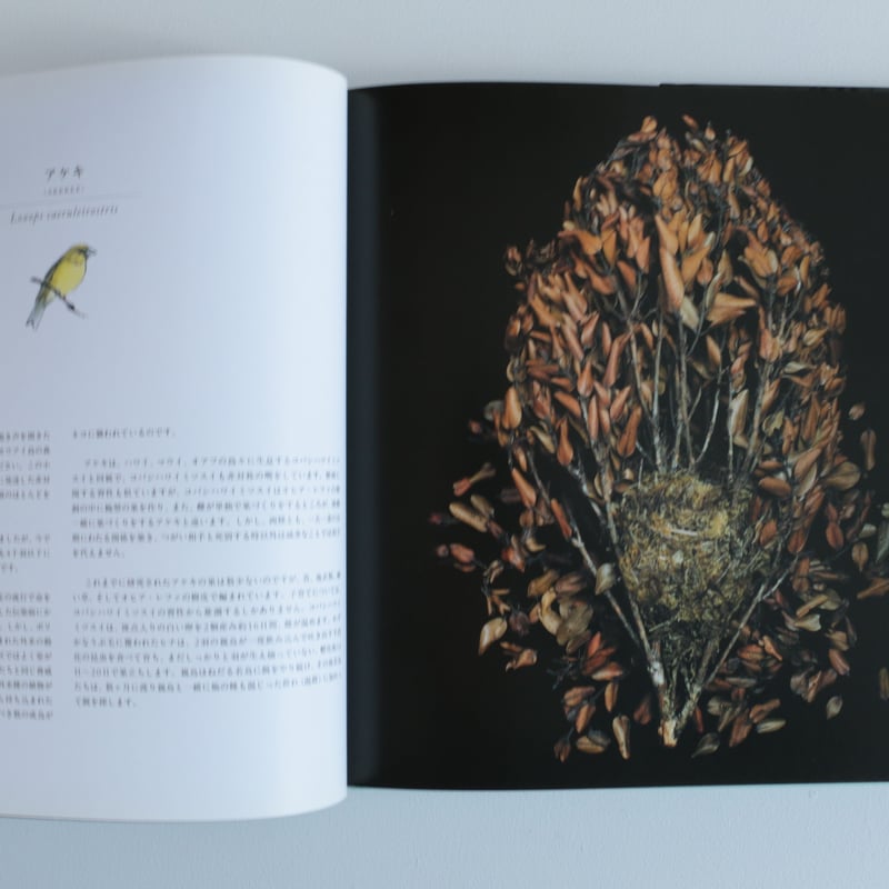 写真集 鳥の巣 50個の巣と、50種の鳥たち | archipelago