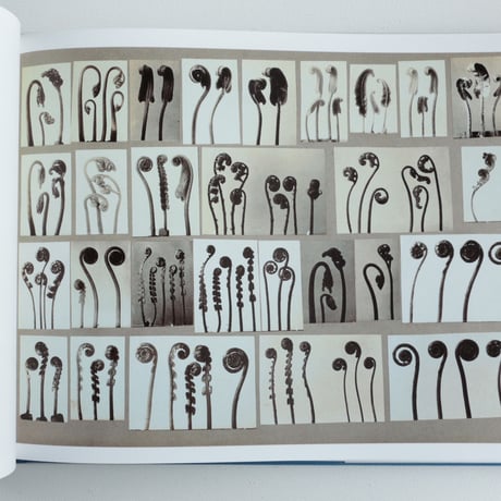 Karl Blossfeldt / Working Collages